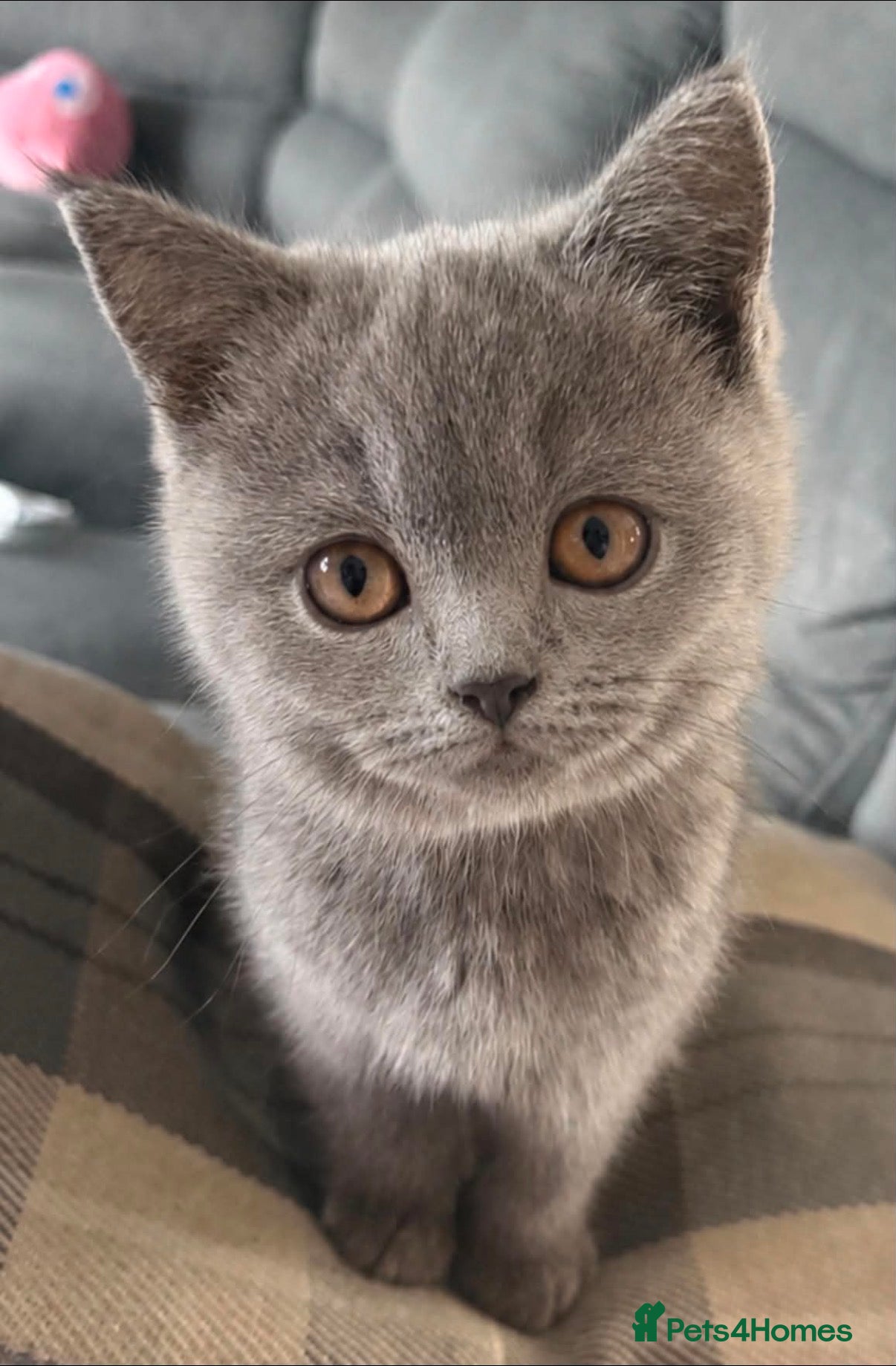 British Shorthair cats Gorgeous British shorthair kittens 🩷 - Advert 3