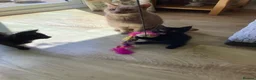 Mixed Breed cats for sale: Playful kittens - Advert 8