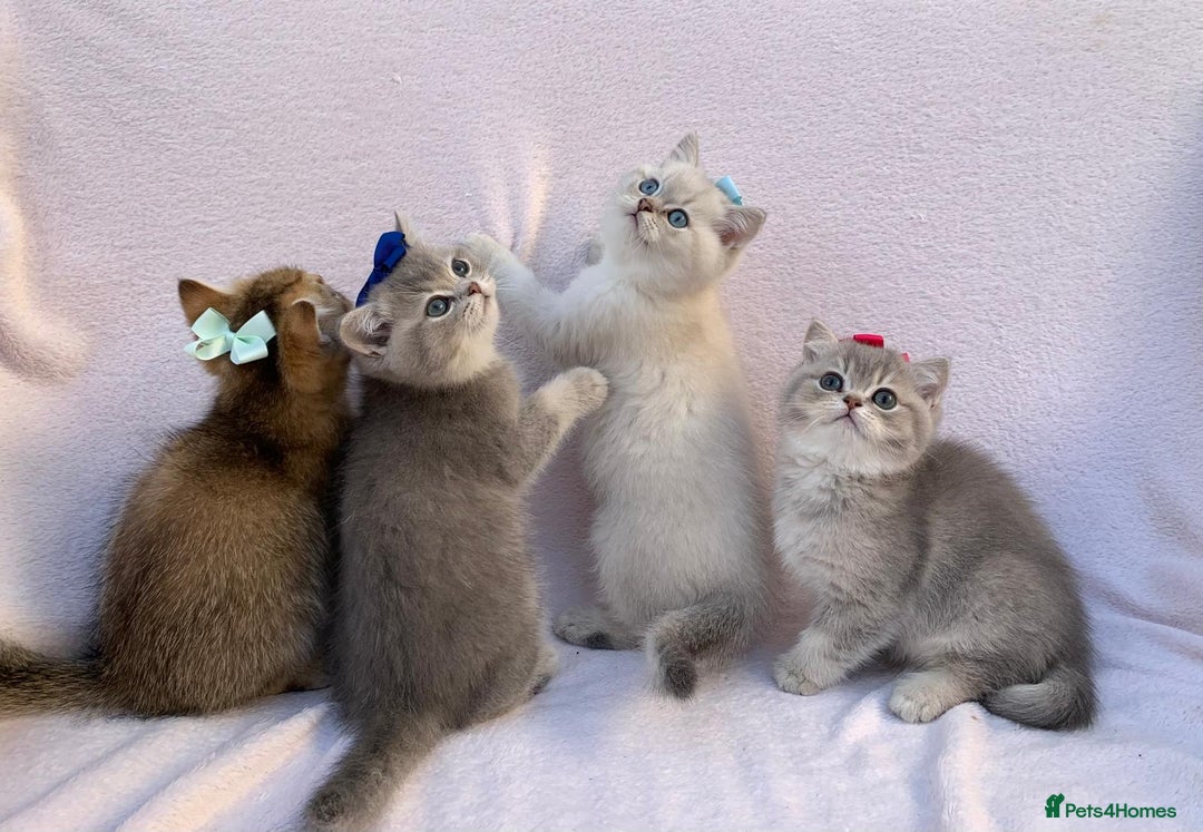 British Shorthair cats for sale: 💕 Pedigree GCCF blue golden British shorthair - Advert 3