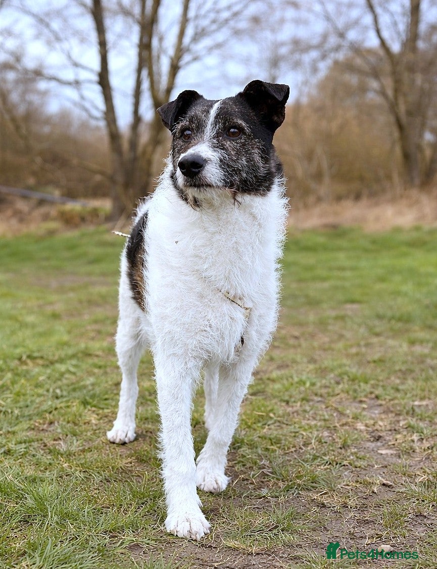 Mixed Breed dogs AGNES - From the Death Row To Devoted Mother - Advert 1