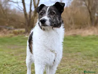 Mixed Breed dogs AGNES - From the Death Row To Devoted Mother - Advert 1