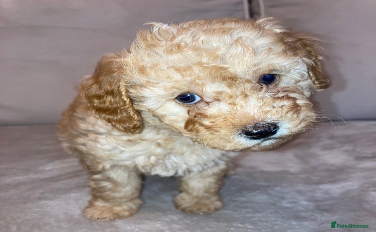 Cavapoo dogs - Advert 11