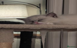 Ragdoll cats for sale: Ragdoll kitten 🌟 1 sweet girl - Image 1