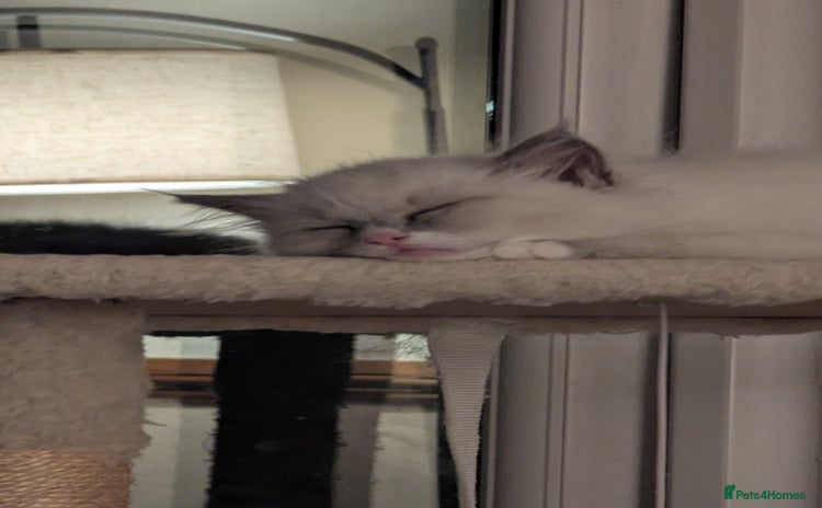 Ragdoll cats - Advert 2