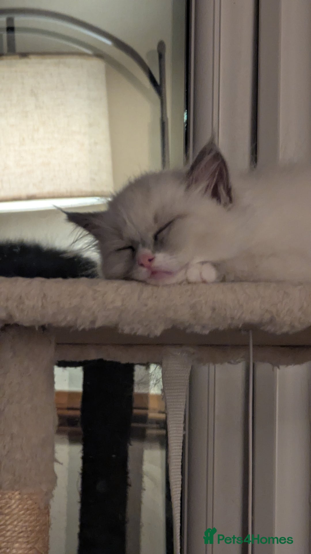 Ragdoll cats for sale: Ragdoll kitten 🌟 1 sweet girl - Image 1