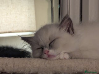 Ragdoll cats - Advert 11