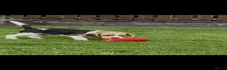 Beagle dogs for sale: Beautiful beagle puppies for sale  - Advert 5