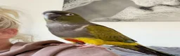 Parrots birds for sale: Patagonian Conure  - Advert 3