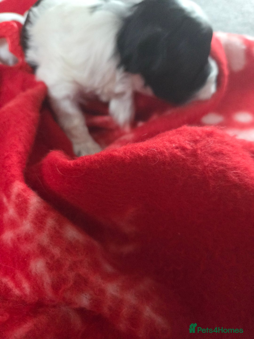 Maltese dogs for sale: 3 boys 1 girl x maltese puppies - Advert 29