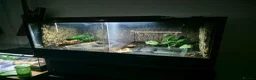 Frog reptiles for sale: 2 African Bullfrogs + 3ft Glass Vivarium + Thermo - Advert 1