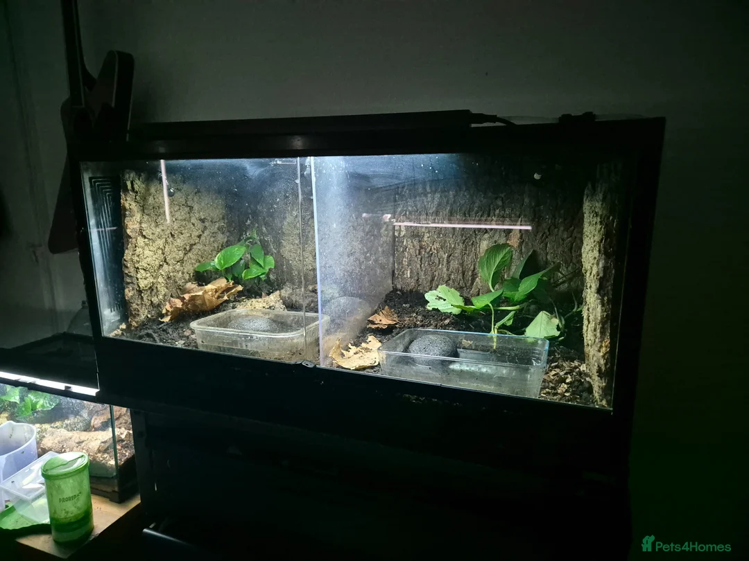 Frog reptiles for sale: 2 African Bullfrogs + 3ft Glass Vivarium + Thermo - Advert 1