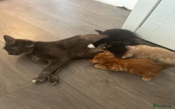 Mixed Breed cats for sale: 3 beautiful kittens for sale  - Image 1