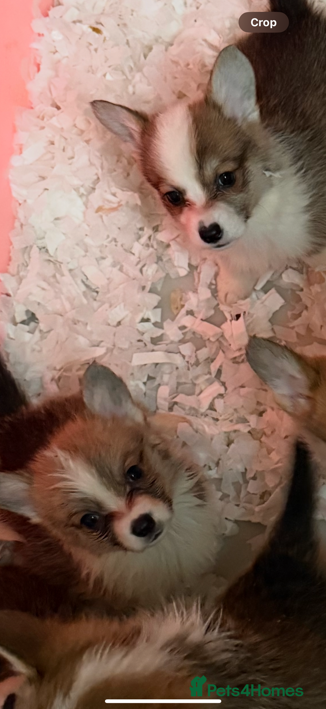 Welsh Corgi Pembroke dogs for sale: Kc reg Pembroke corgi babies available  - Advert 26