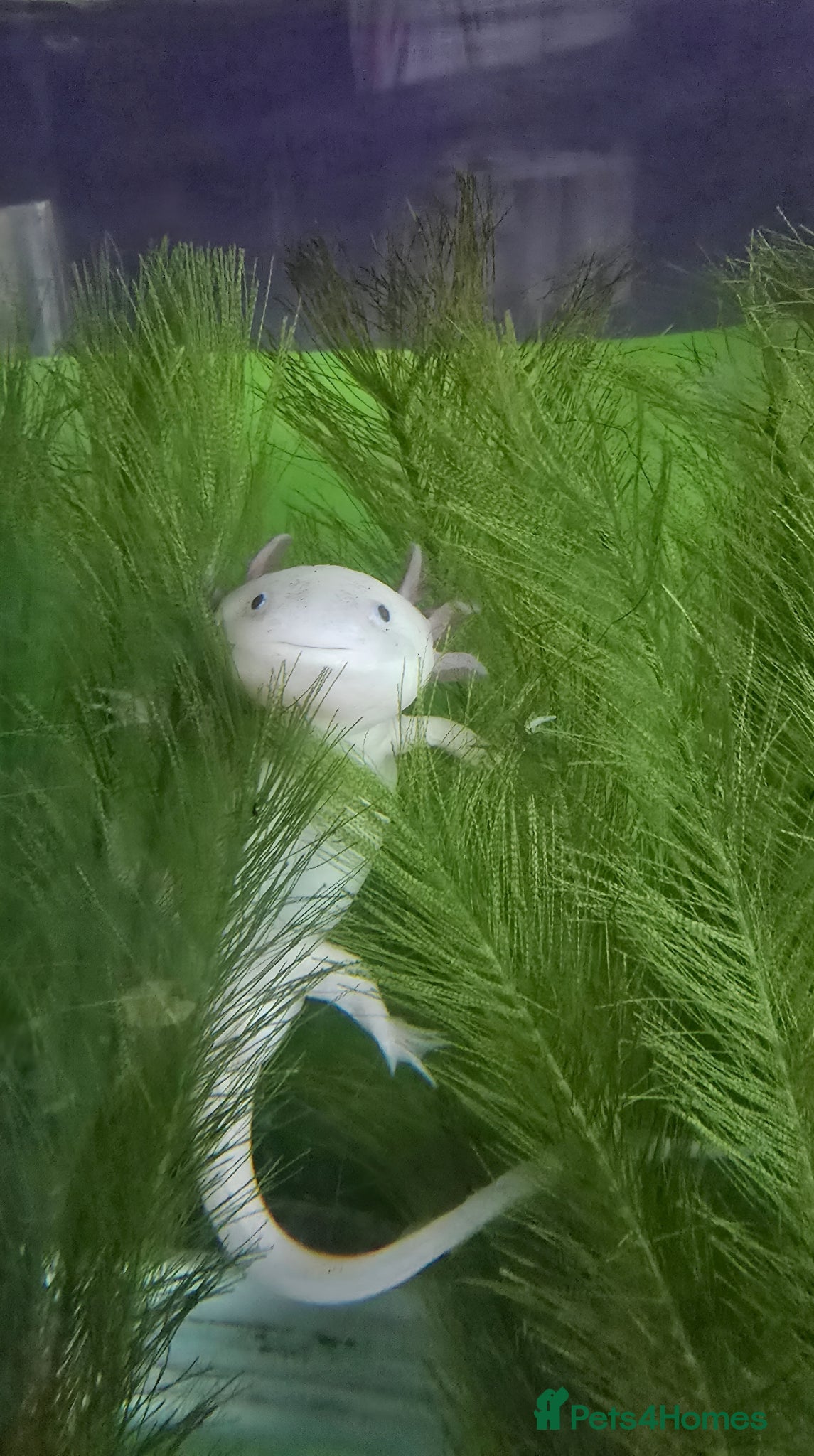 Axolotl reptiles Axolotl and tank  - Advert 1