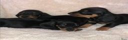 Miniature Dachshund dogs for sale: Miniature dachshund puppies - Advert 1
