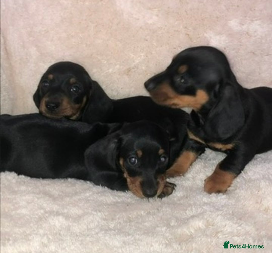 Miniature Dachshund dogs for sale: Miniature dachshund puppies - Advert 1