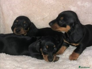 Miniature Dachshund dogs Miniature dachshund puppies - Advert 1