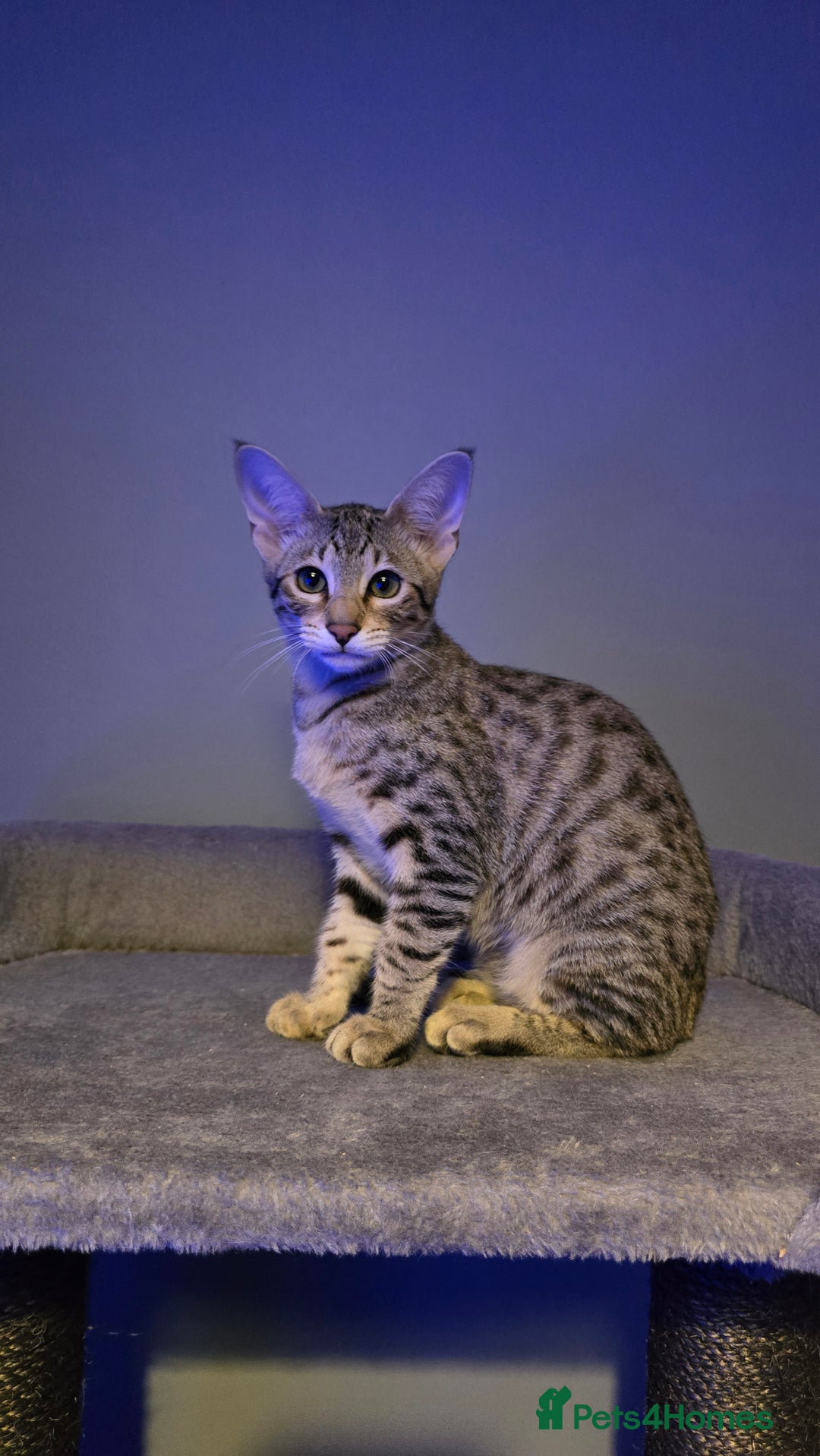 Savannah cats for sale: Savannah kittens F8 - Ready to leave!  - Advert 5