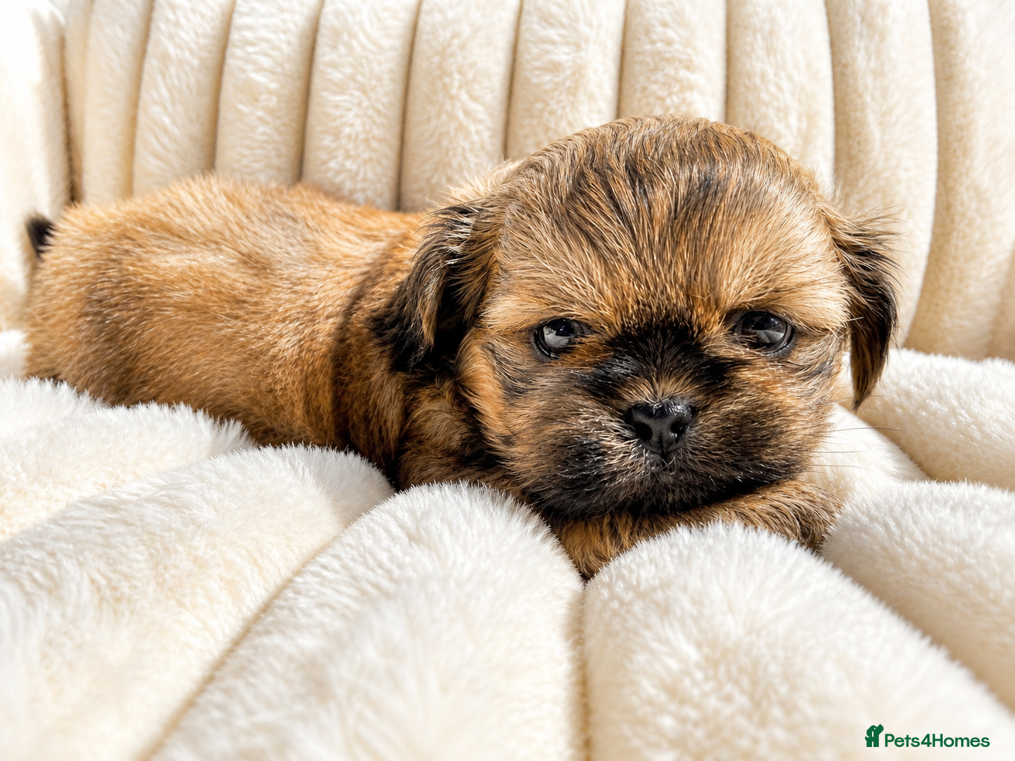 Shih Tzu dogs ✨ Last Imperial Shih Tzu Boy – Ready Soon - Advert 17