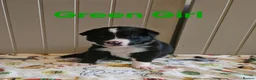 Border Collie dogs for sale: Border Collie Puppies – Looking for Forever Homes in Swindon - Advert 5