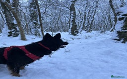 Mixed Breed dogs for sale: Pepper Cross - Image 3