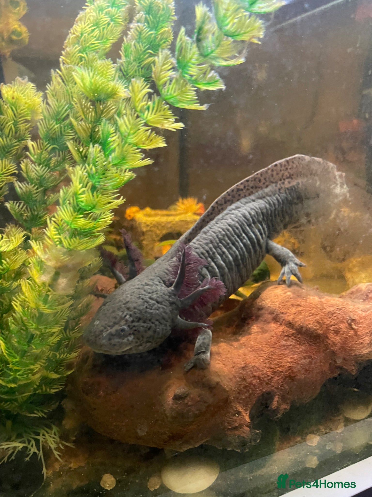 Axolotl reptiles Male axolotl - Advert 7