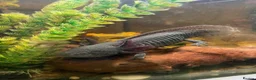 Axolotl reptiles for sale: Male axolotl - Advert 1