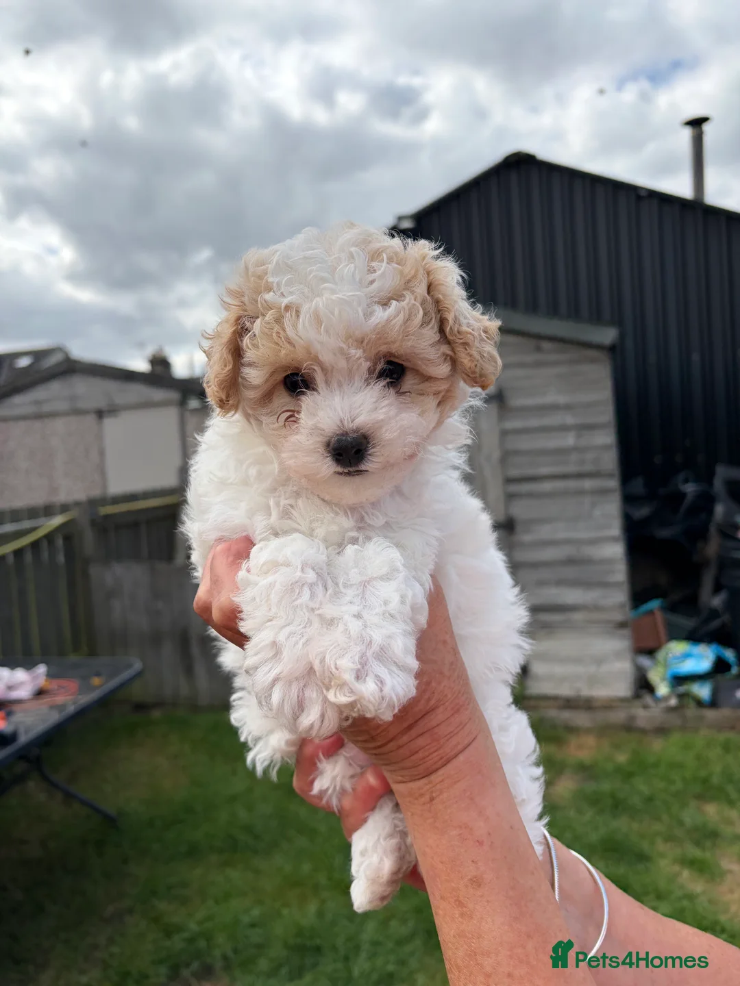 Poochon dogs for sale: Poochon for sale - Advert 2