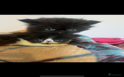 Persian cats for sale: Stunning Black Smoke GCCF Active ** Persians - Image 6