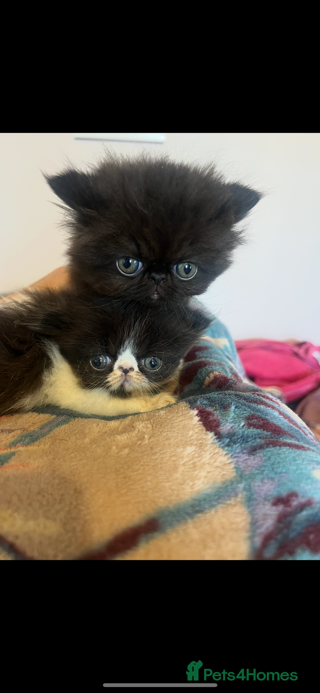 Persian cats for sale: Stunning Black Smoke GCCF Active ** Persians - Image 6