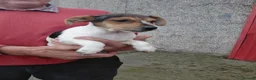 Jack Russell dogs for sale: Jackrussell  - Advert 5