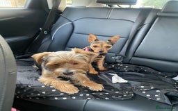 Mixed Breed dogs for sale: Yorki Puppies available from 21/12/25 - Advert 13