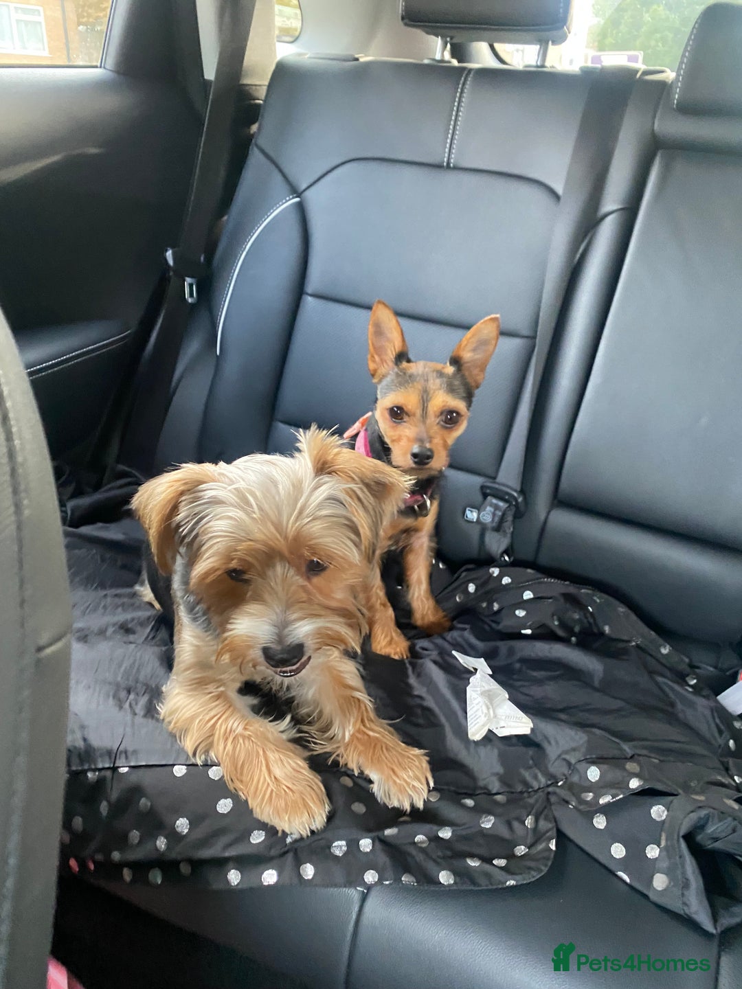 Mixed Breed dogs for sale: Yorki Puppies available from 21/12/25 - Advert 13