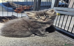 Maine Coon cats for sale: 2 stunning 3/4 Maine Coon boys - Image 3