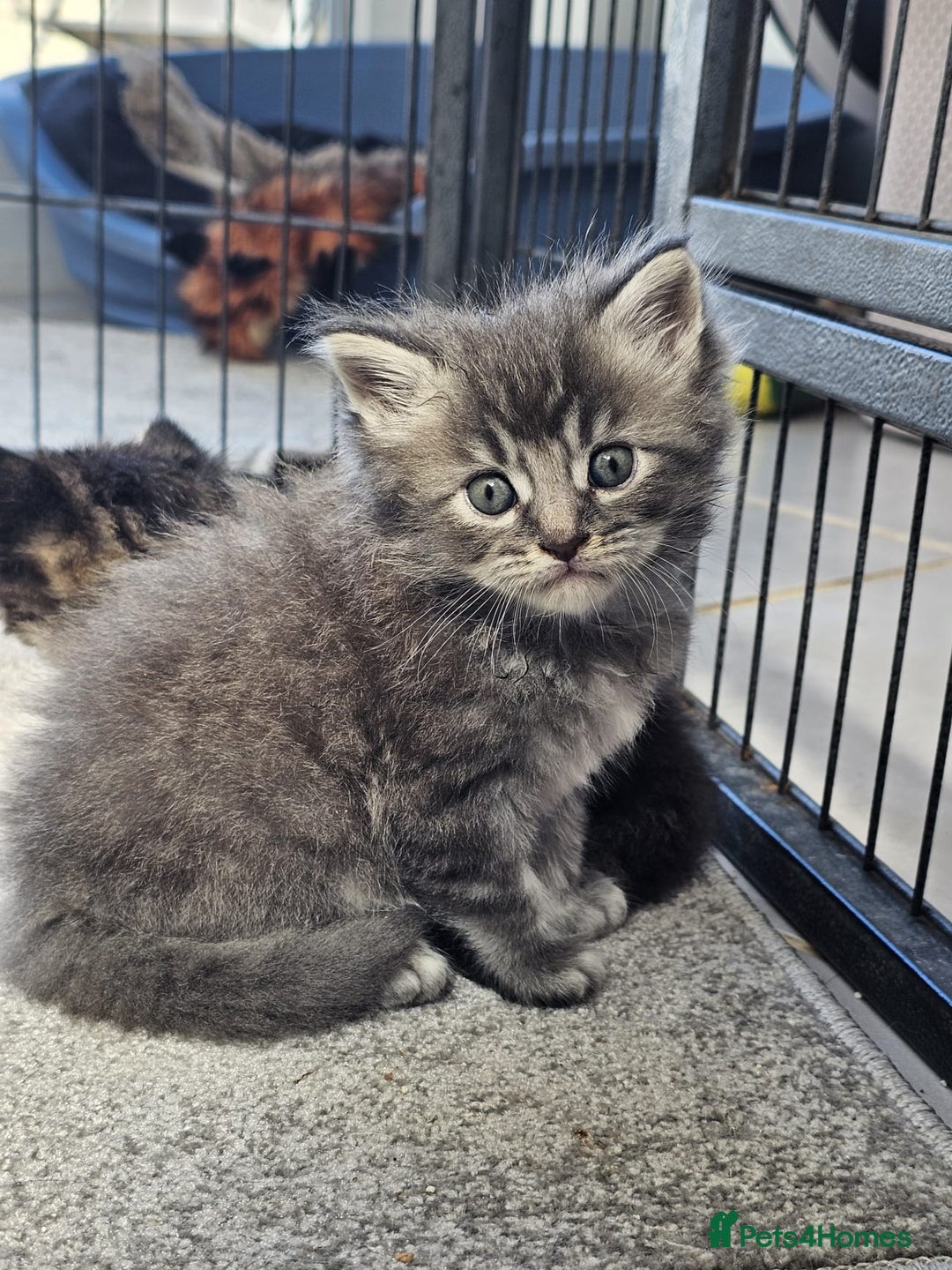 Maine Coon cats for sale: 2 stunning 3/4 Maine Coon boys - Image 3