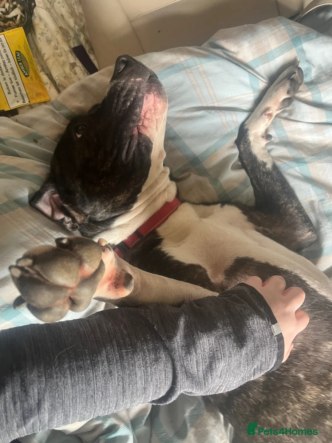 Mixed Breed dogs for sale: zola :) in Halifax - Advert 8