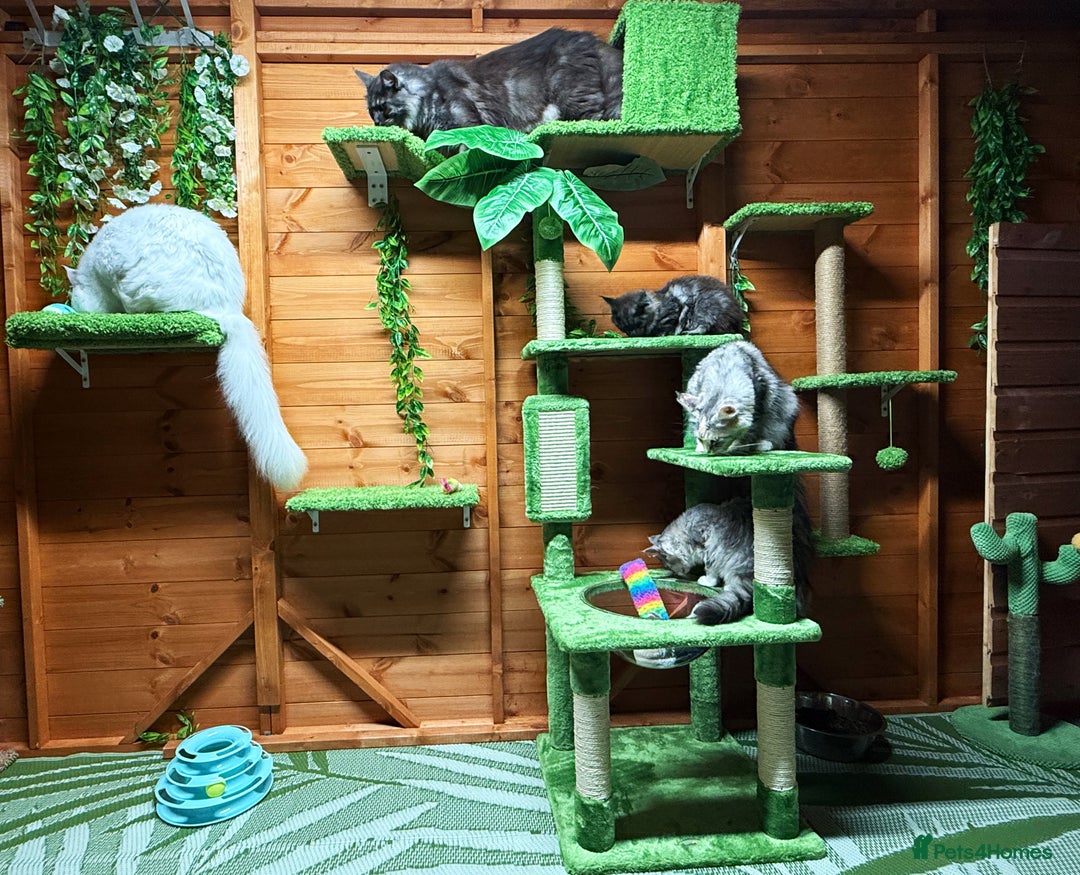 Maine Coon cats for sale: ANDERPRIDE HAVE KITTENS- INTEREST  OPEN  - Image 19