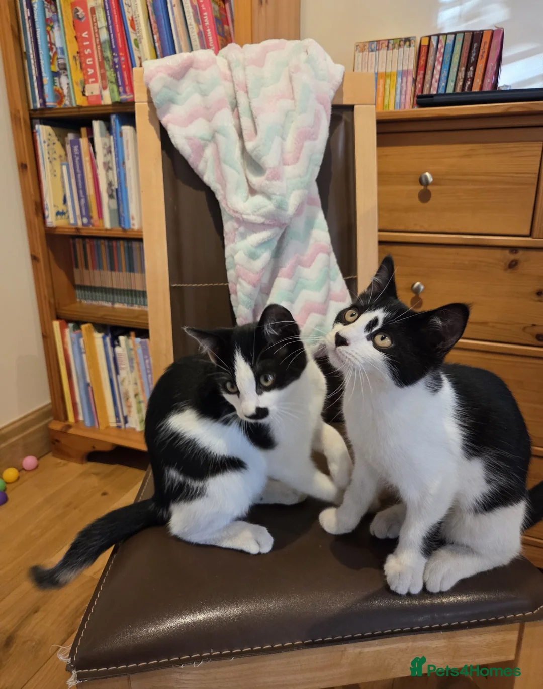 Domestic Shorthair cats for sale: Dynamic Duo Looking for an Outdoor Adventure! in Hook - Advert 1