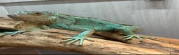 Iguana reptiles for sale: Blue iguana female - Advert 5