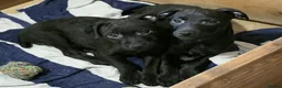 Patterdale Terrier dogs for sale: Patterdale Puppies - Females - Advert 11