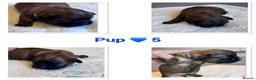 Shih Tzu dogs for sale: Shih Tzu litter  - Advert 6