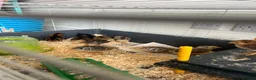 Chickens poultry for sale: Mixed sex hybrid bantum dorking cross creamlegbar - Advert 4