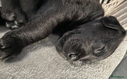 Goldador dogs for sale: Stunning Black Lab/Golden Retriever Puppies - Advert 17