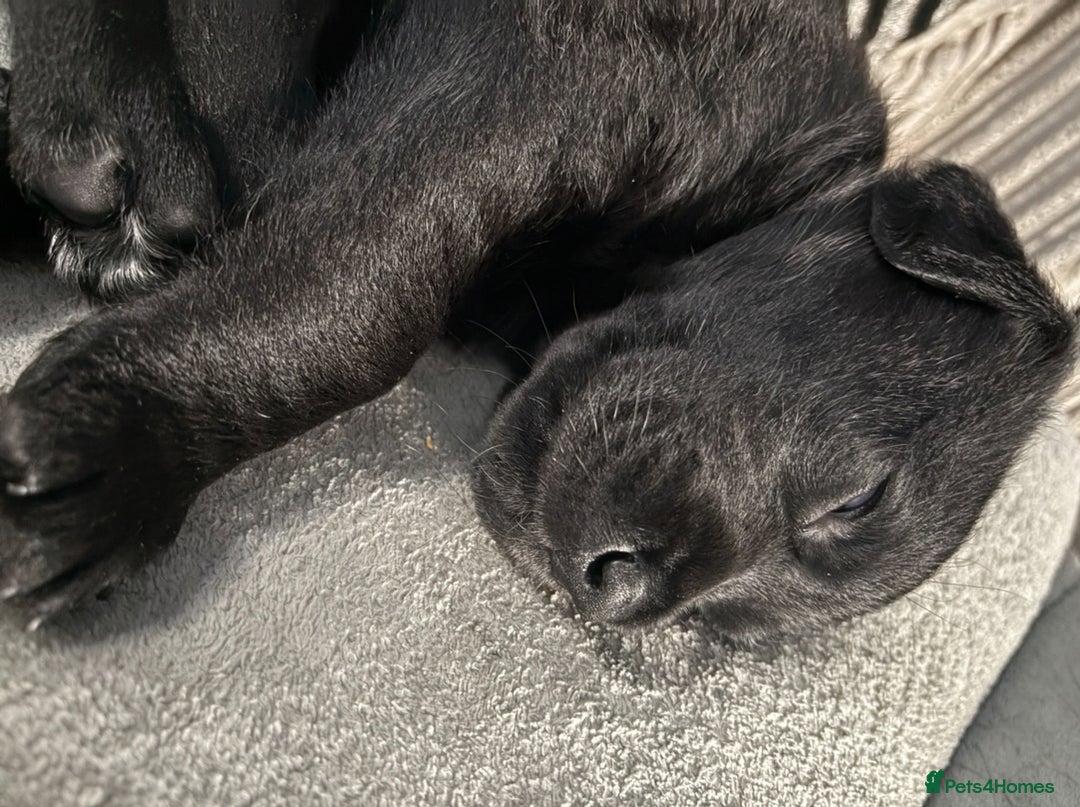 Goldador dogs for sale: Stunning Black Lab/Golden Retriever Puppies - Advert 17