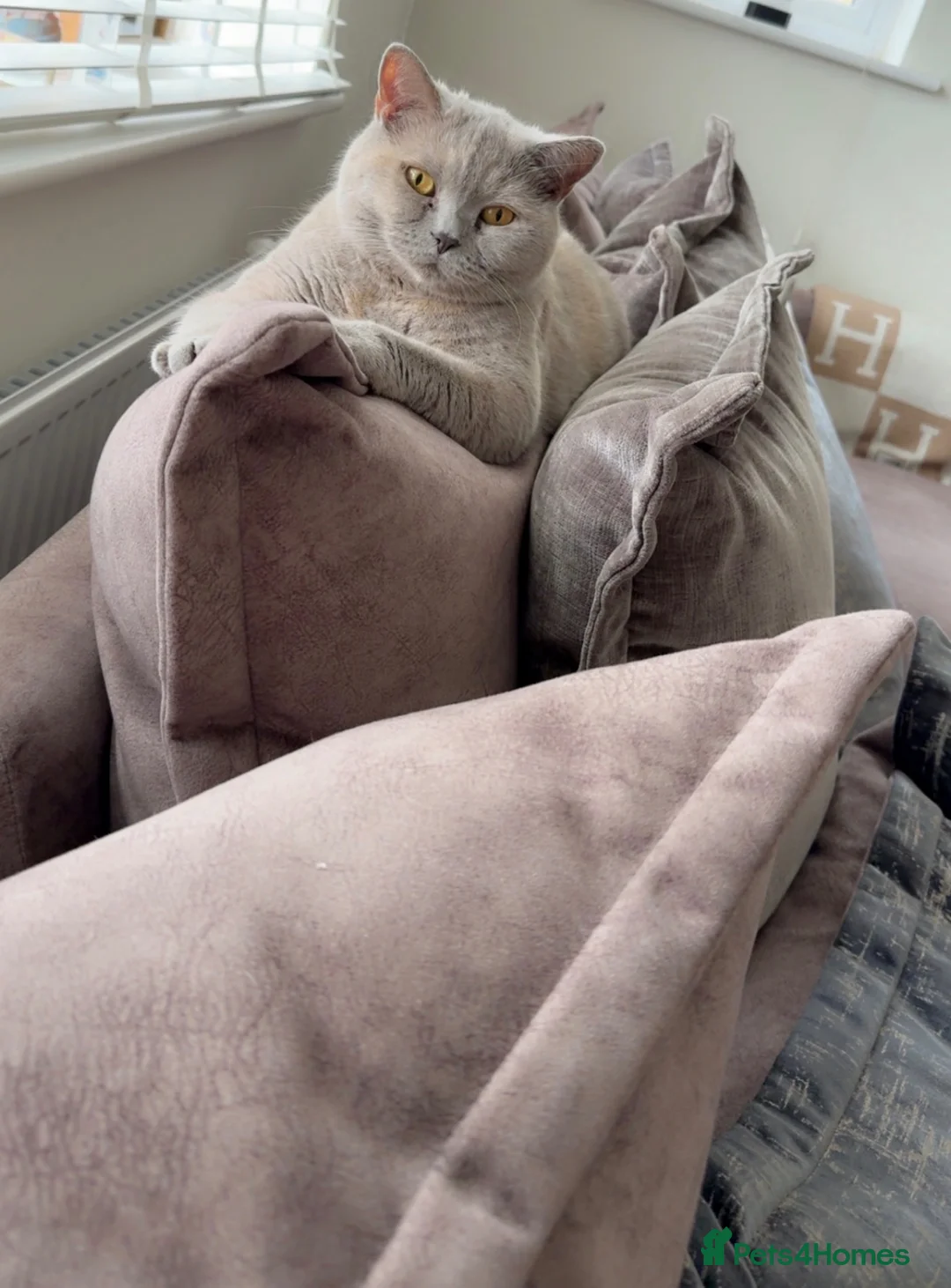 British Shorthair cats for sale: Lilac British Shorthair -GCCF Registered Pedigree  - Advert 1