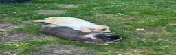 Mixed Breed rabbits for sale: Bobby & Nancy, Female Rabbits  in Sandbach - Advert 4