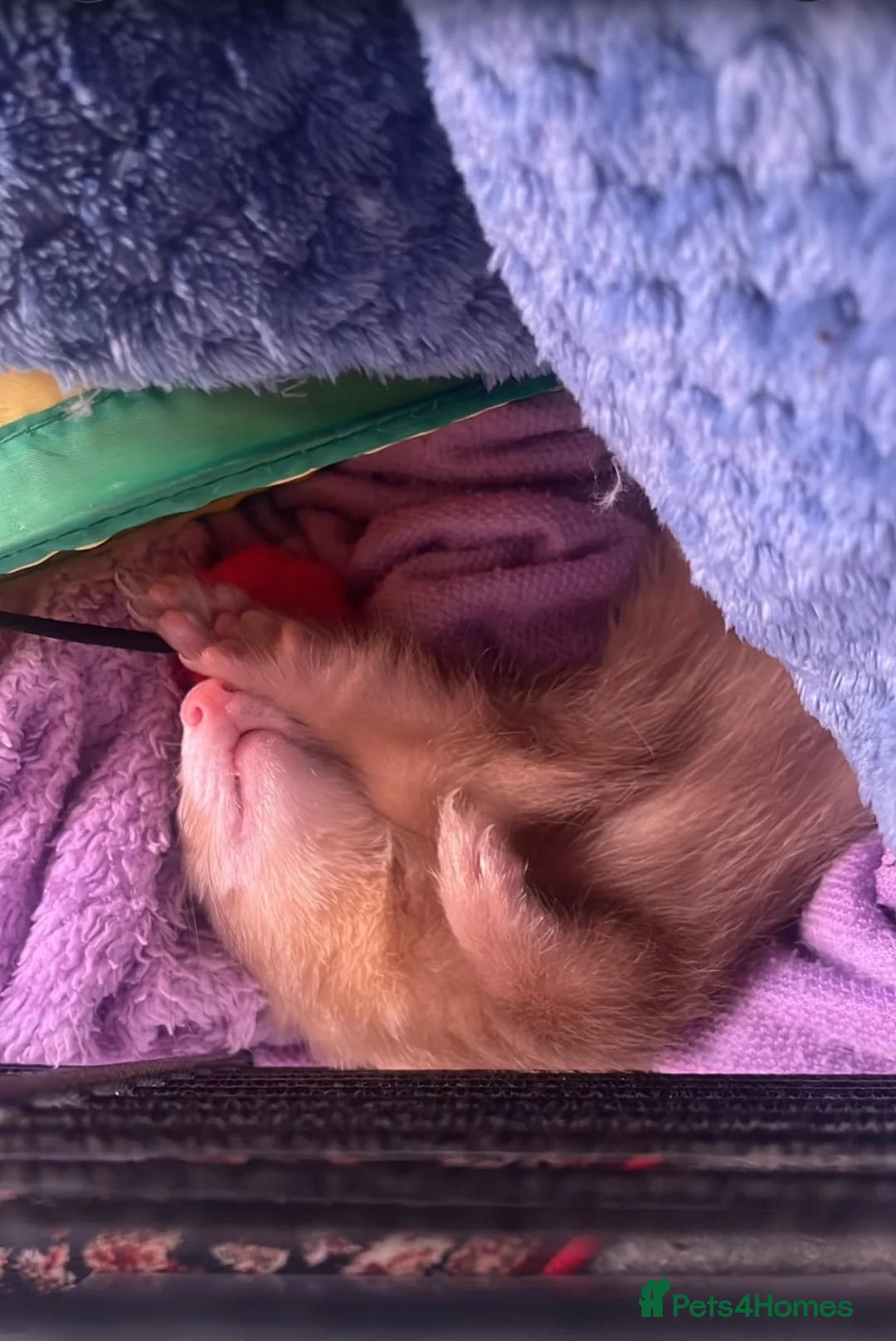 Ferret rodents for sale: Male ferret  - Advert 2