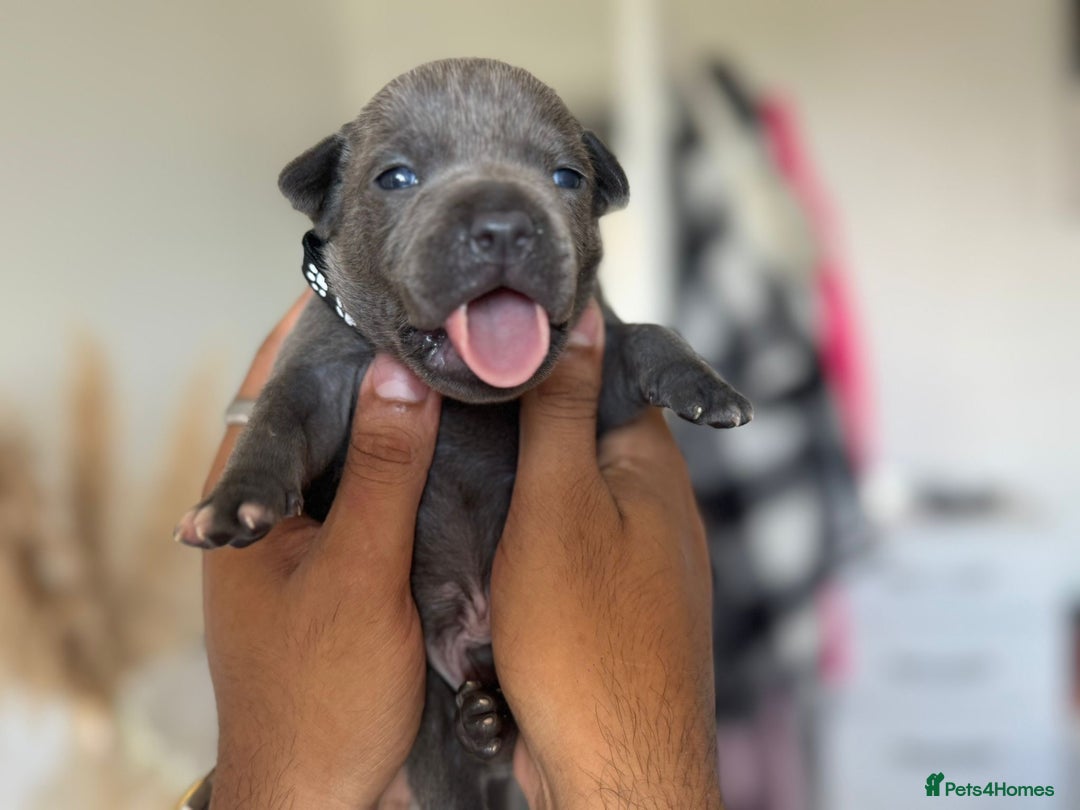 Staffordshire Bull Terrier dogs for sale: 😍😍 BEAUTIFUL & CHUNKY BLUES💙 - Image 27