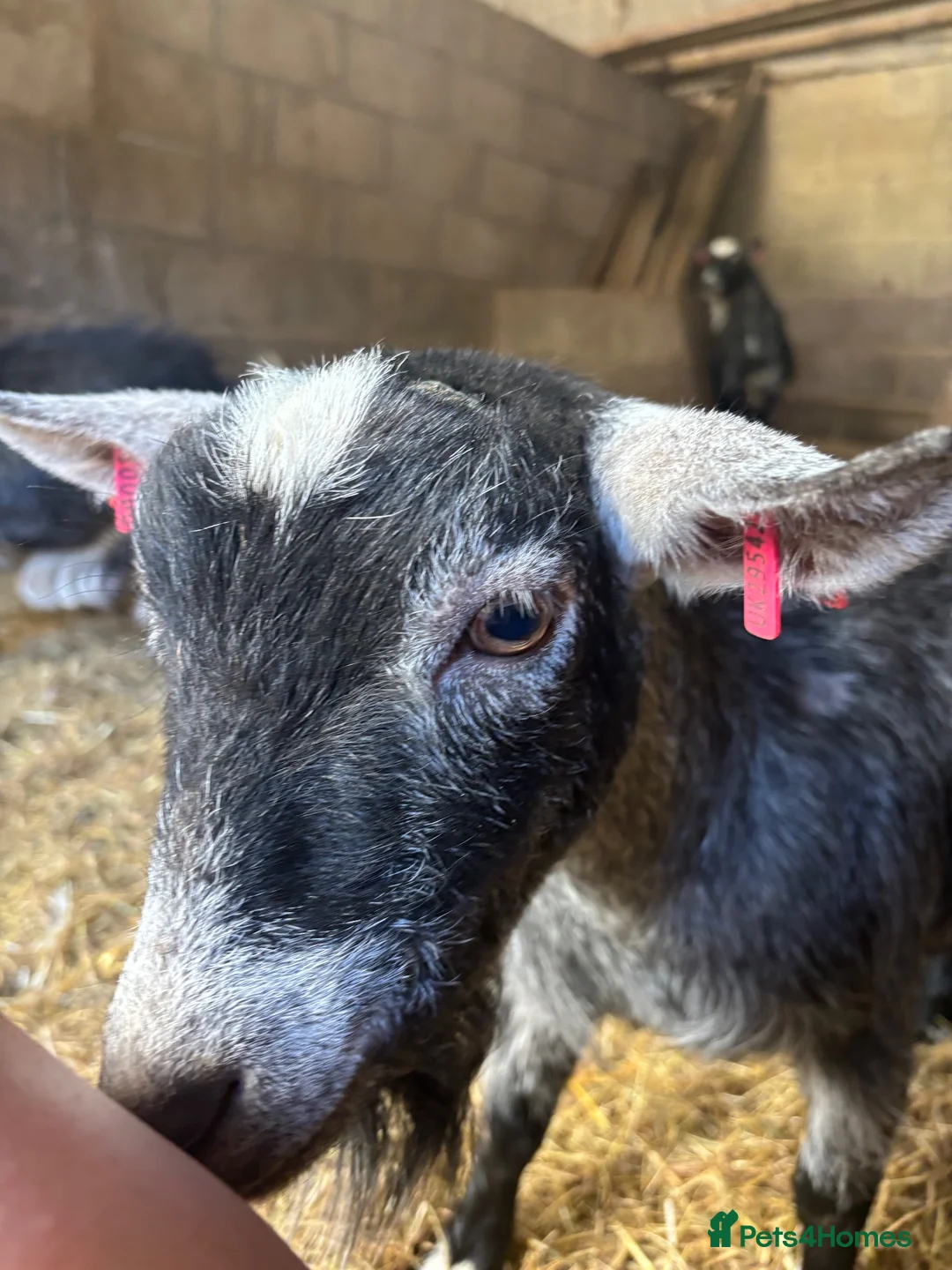 Goats livestock for sale: Beautiful pedigree Pygmy goats   - Advert 2