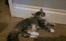 Mixed Breed cats for sale: 3 beautiful and playful kittens - Image 7